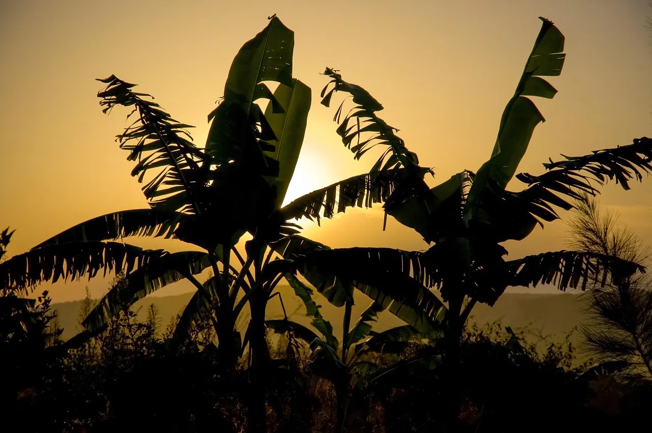 Banana plantation silhouetted against an African sunset