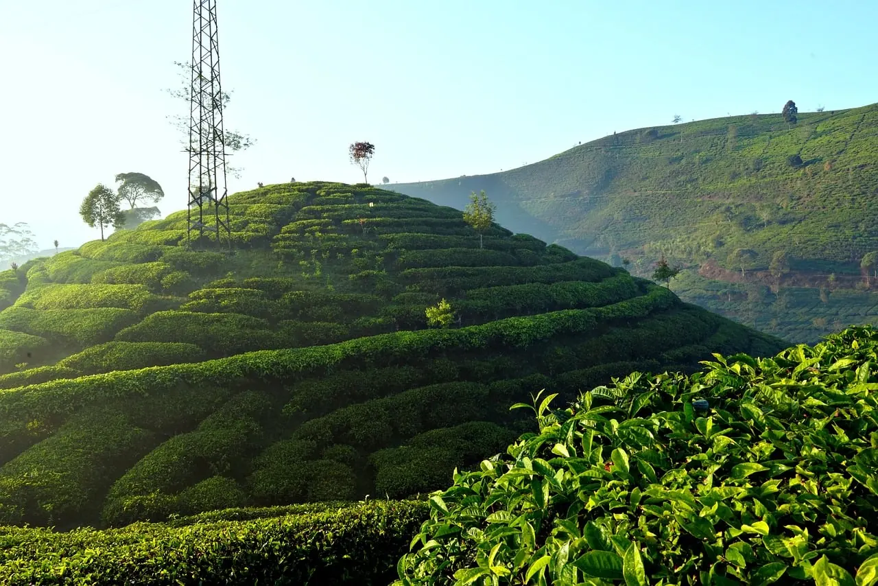 Green tea-covered hills in the morning light