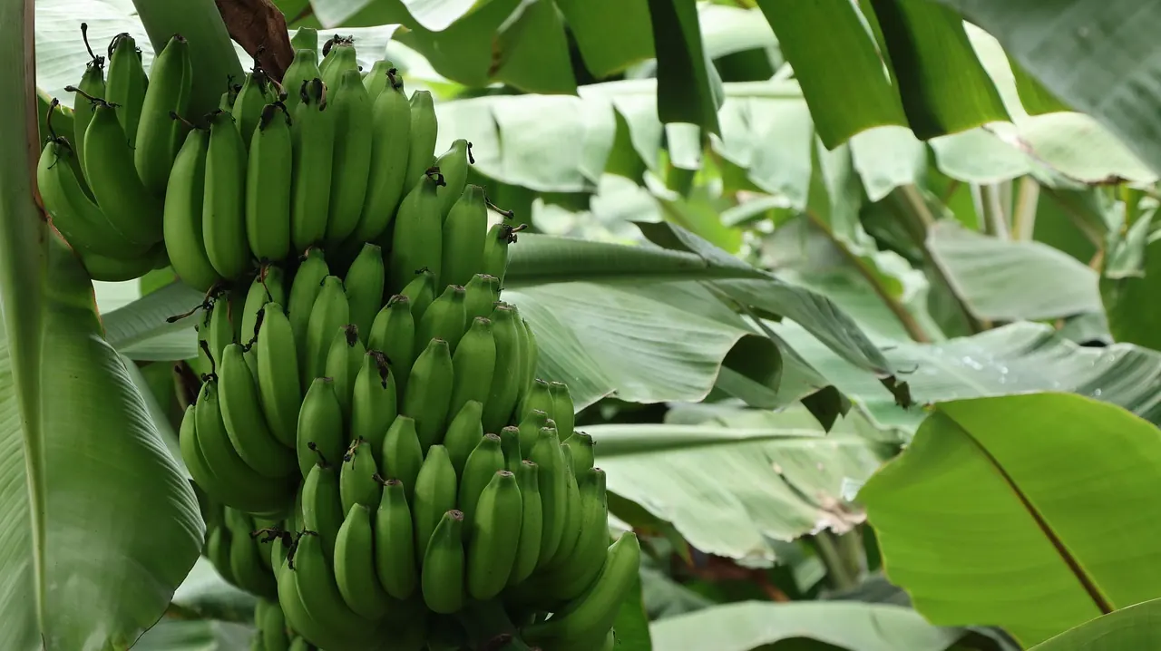 Bunch of green bananas growing on a banana plant