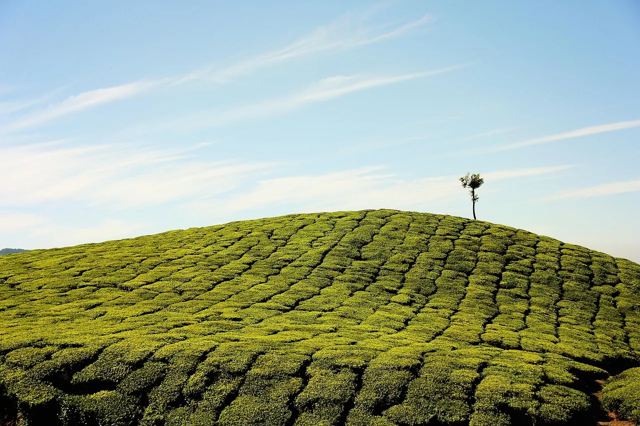 Tea plantation covering a rounded hilltop