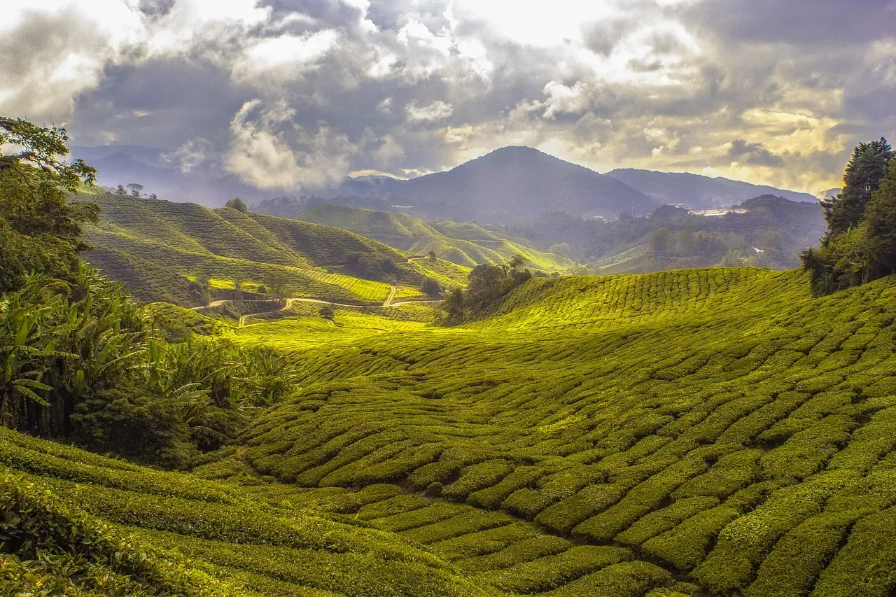 Tea plantation valley under dramatic skies