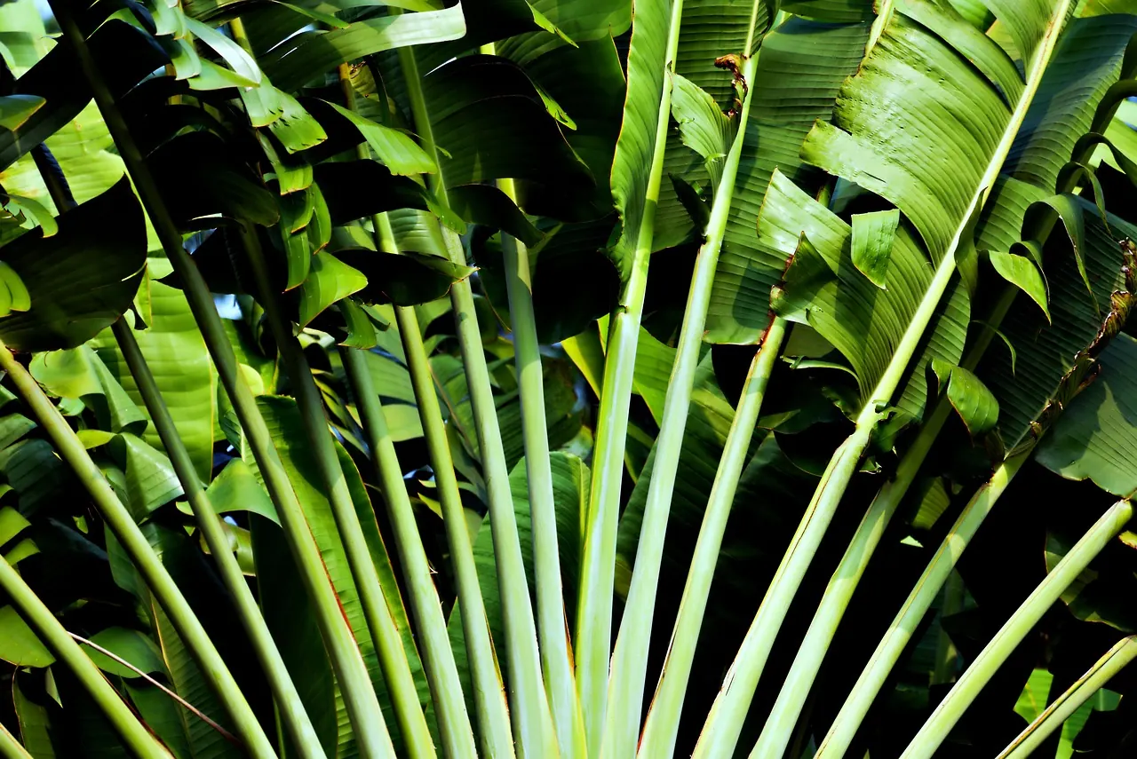 Tropical plants used in compound landscaping