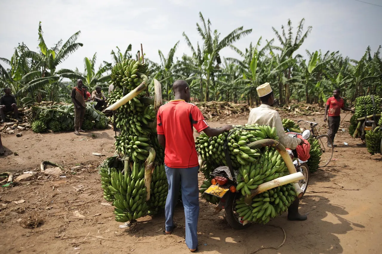 Ugandan traders transporting matooke bananas to market