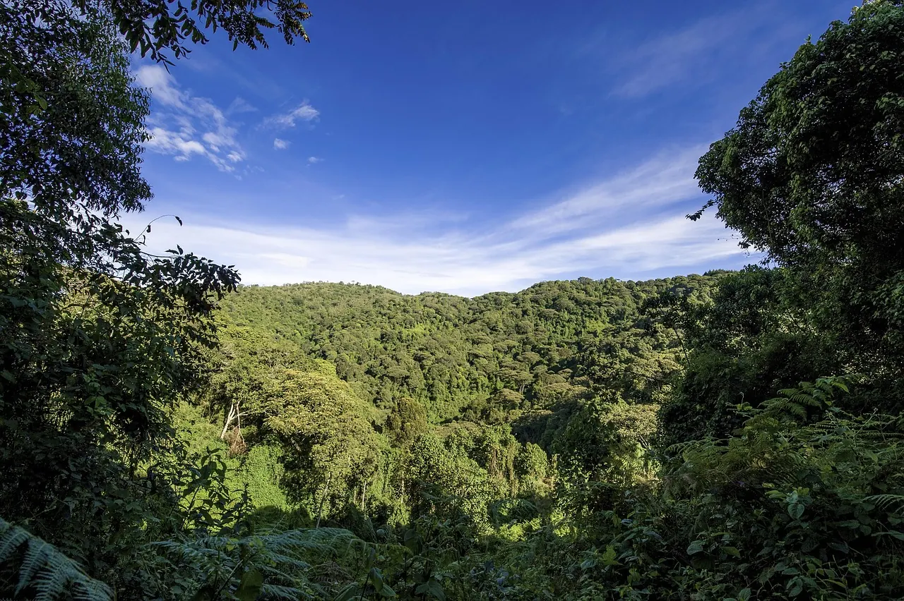 Green forested hills in western Uganda