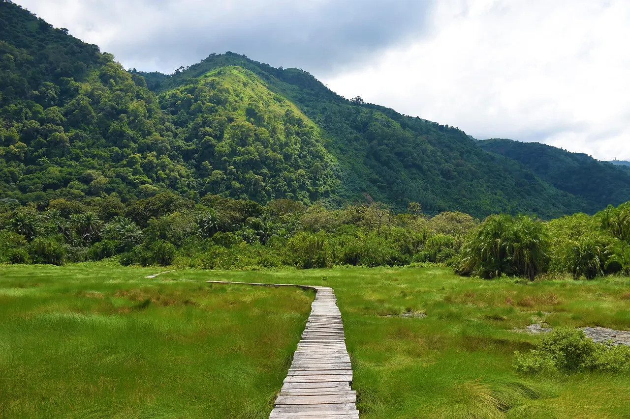 Green hills and a timber boardwalk in Uganda